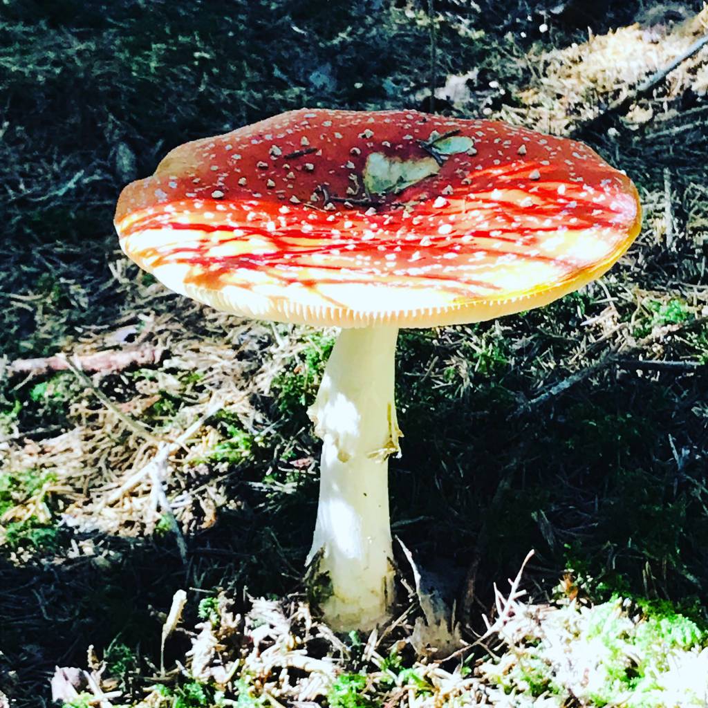 Das Glück der anderen