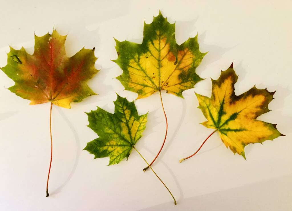 Chronik eines verpassten Abschiedes